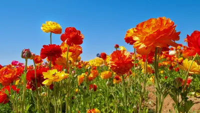 Close up of Flowers at the Flower Fields