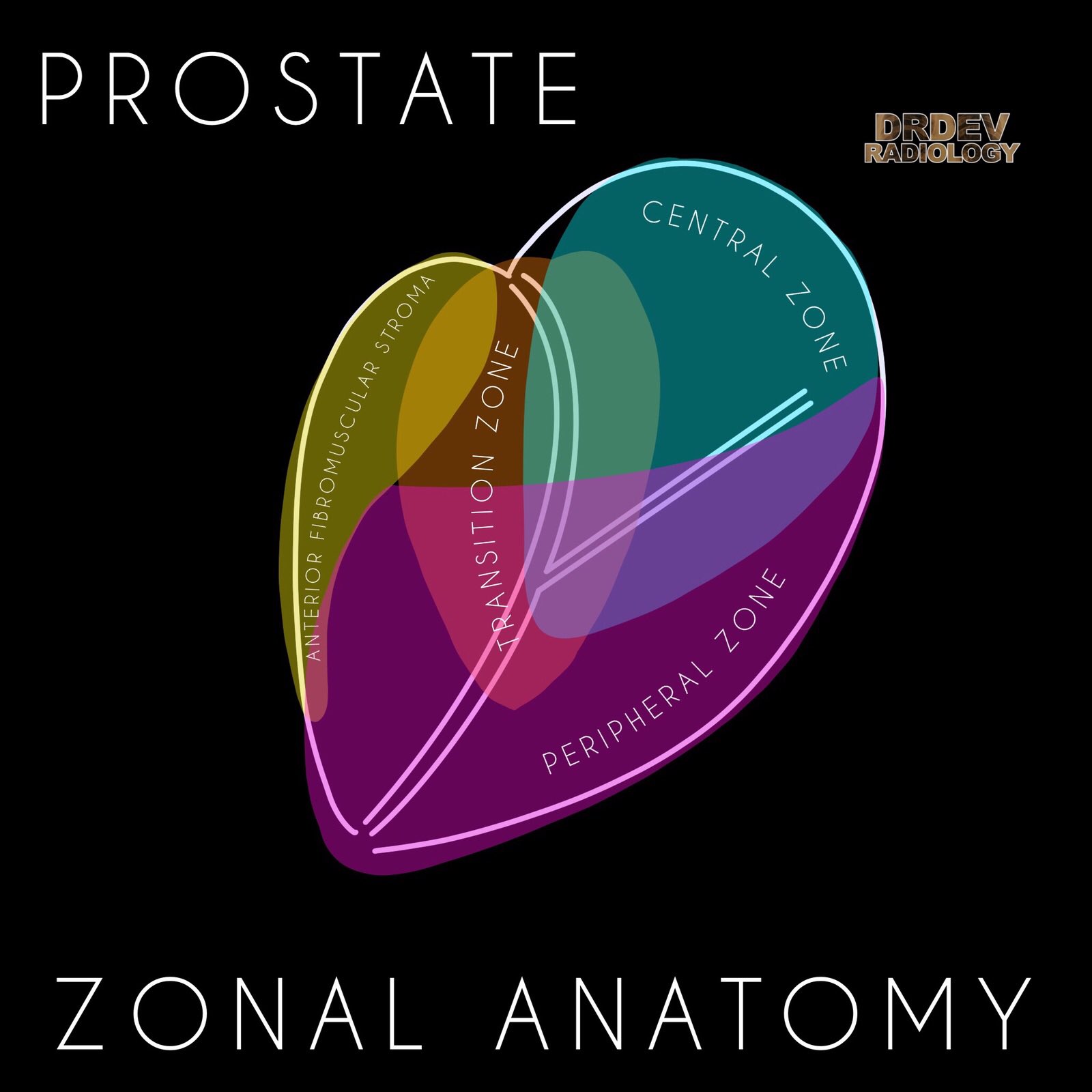 Prostate Zonal Anatomy Anatomical Charts Posters - vrogue.co