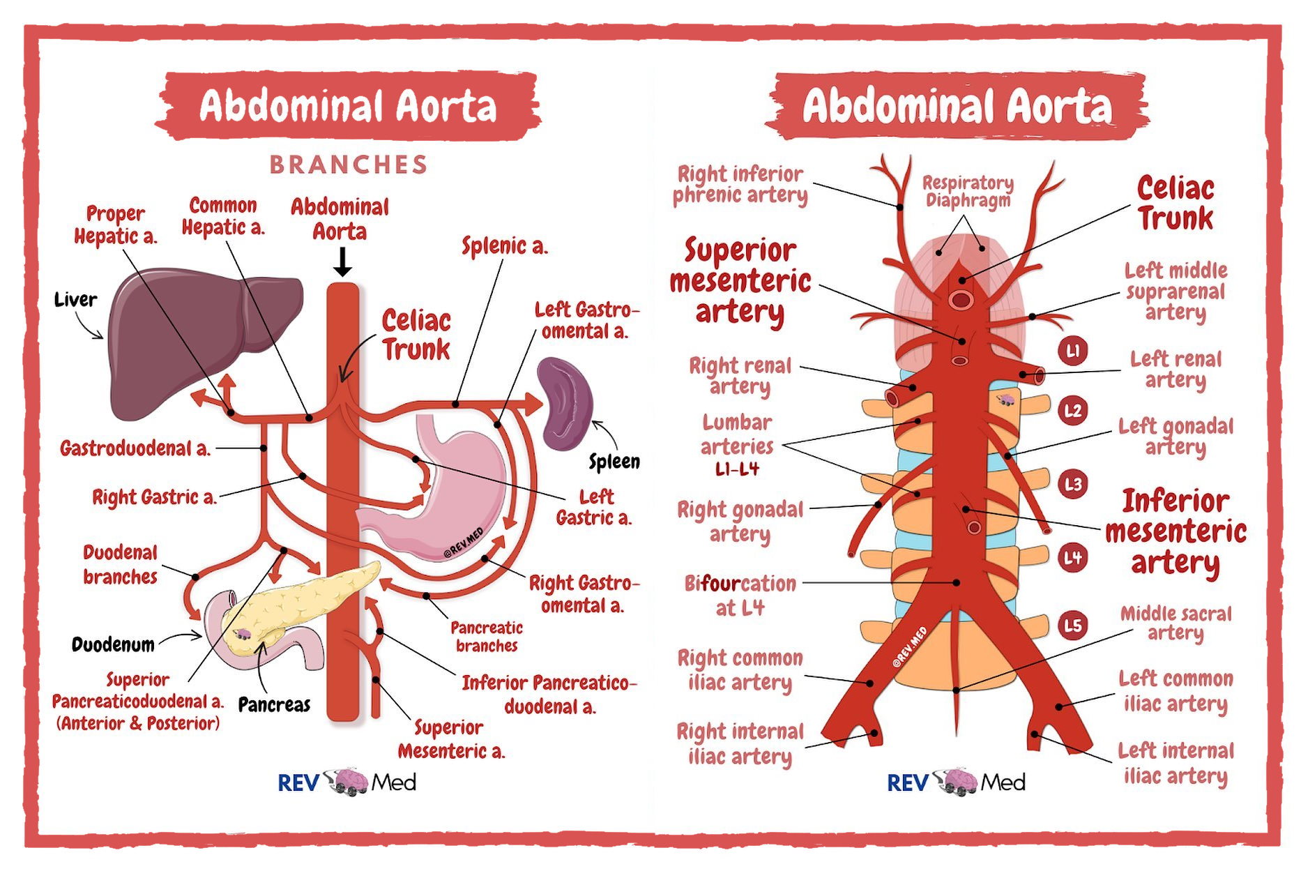 Aorta Anatomy