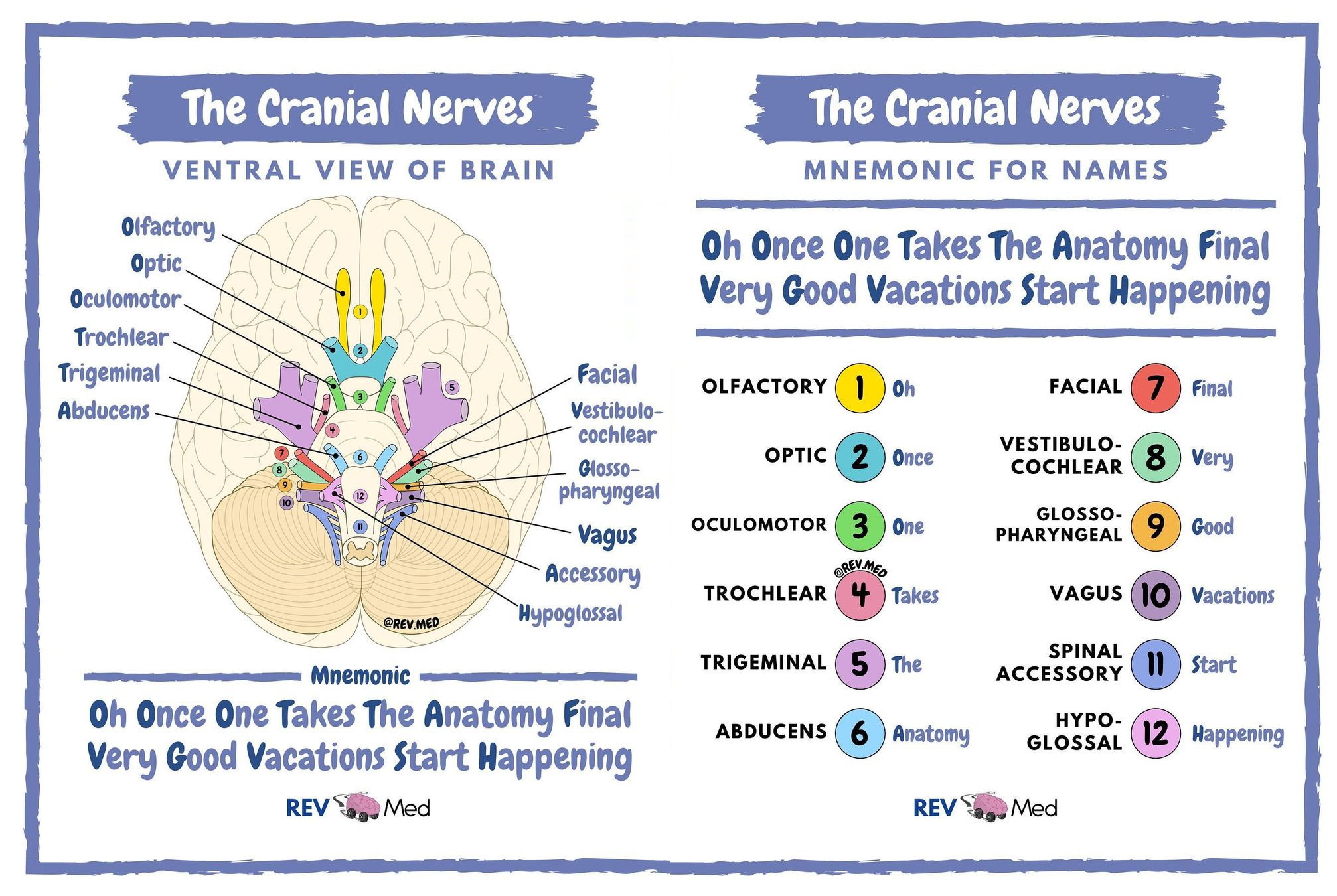 Cranial Nerves Mnemonics Anatomy Simplified Cranial Nerves | Images and ...