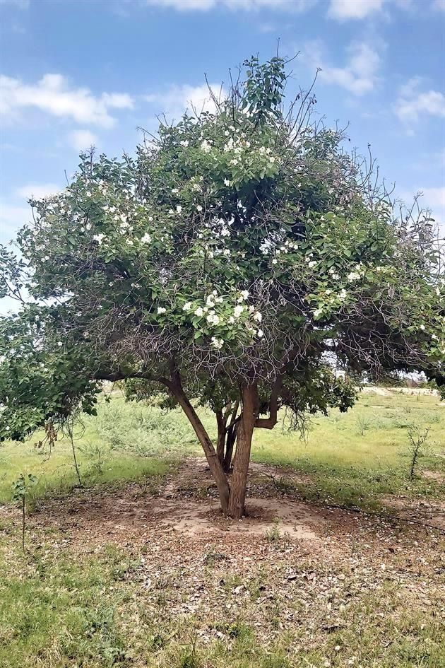 Llaman a plantar árboles nativos