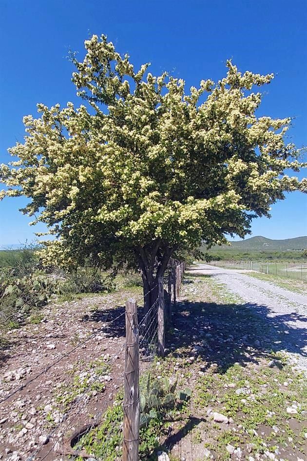 Llaman a plantar árboles nativos