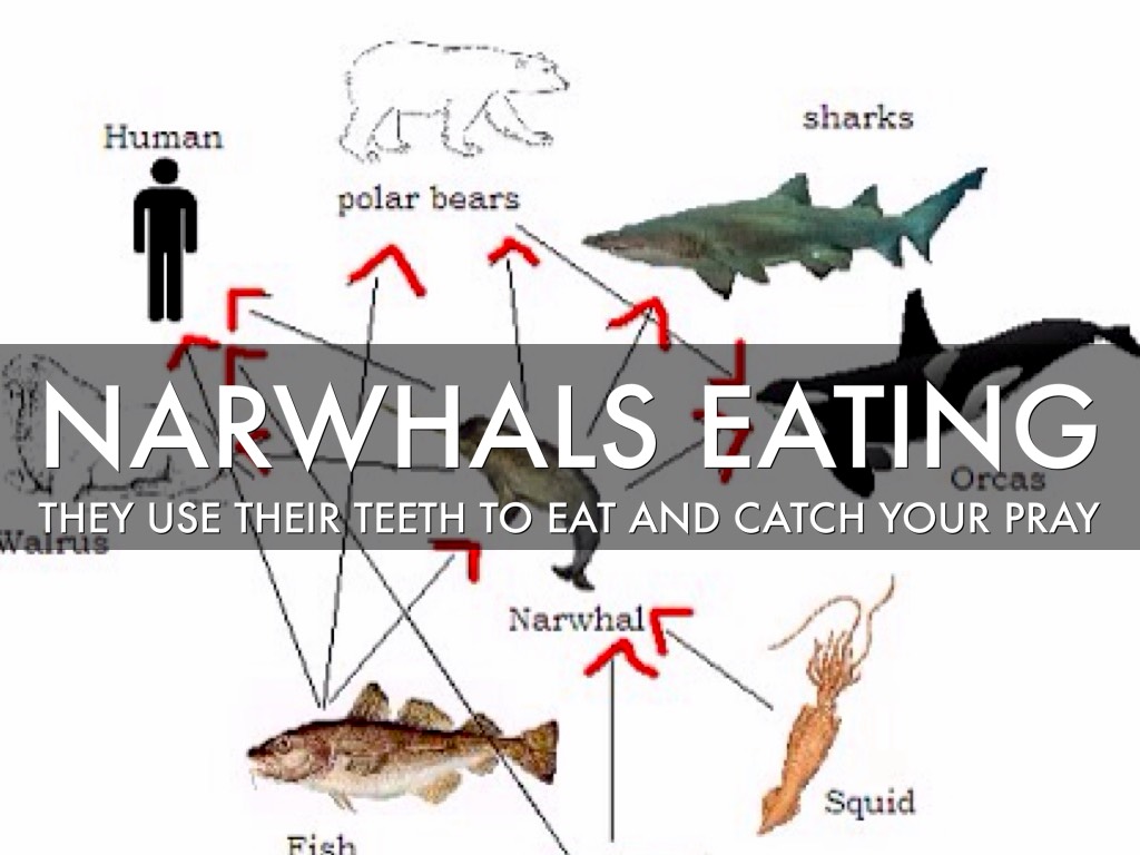 Narwhal Eating