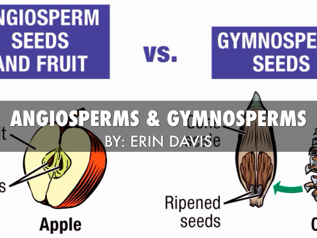 Unterschied Zwischen Angiospermen Und Gymnospermen