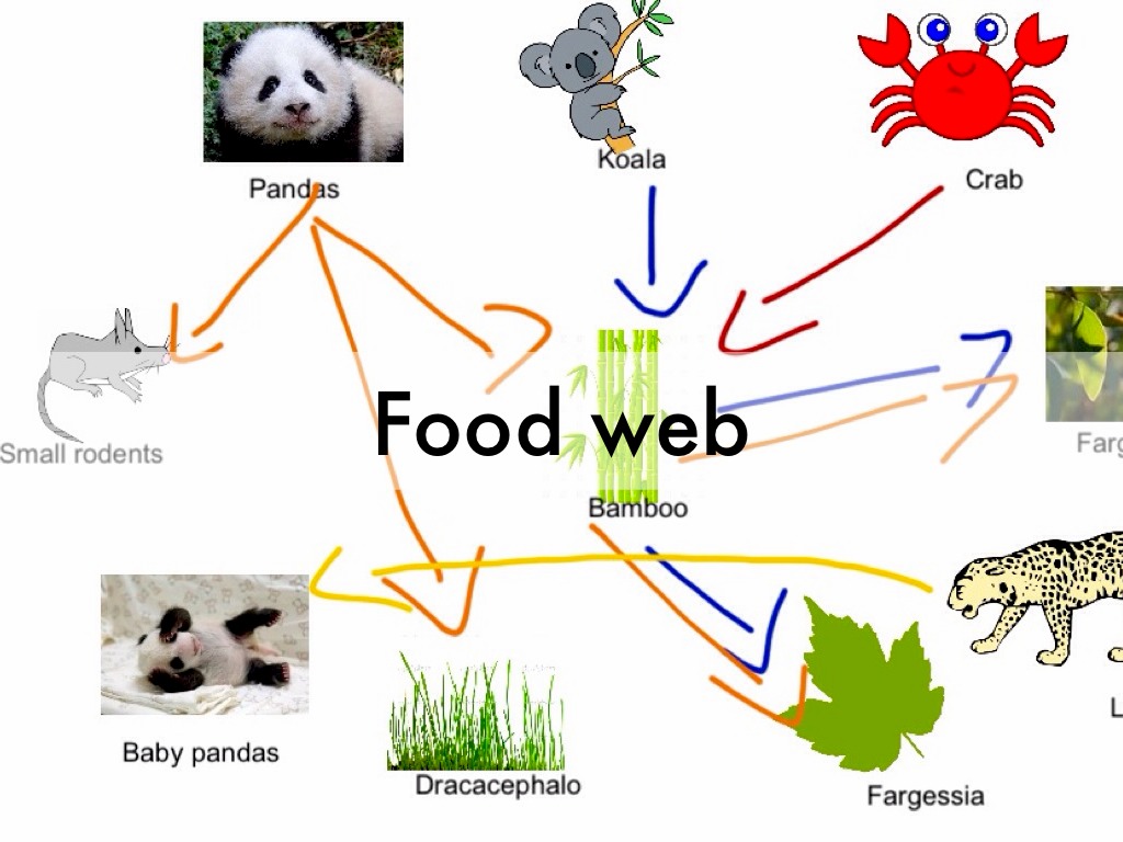 Food Web Diagram Of Red Panda Pyramid