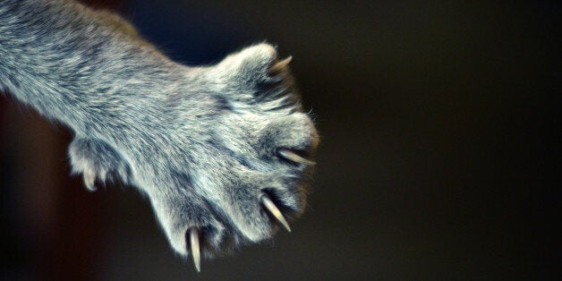 Nails of gray cat.