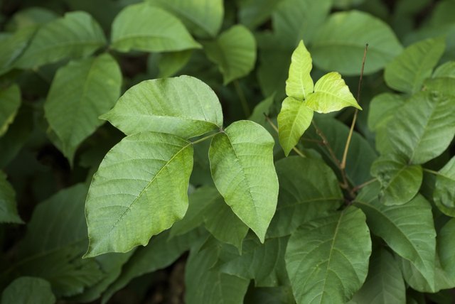 How to Clean Poison Ivy Off of Tools | Hunker