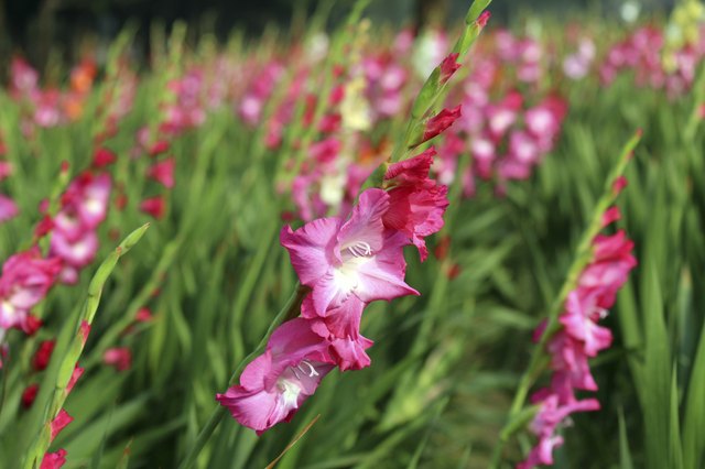 Different Kinds of Long-Stem Flowers | Hunker