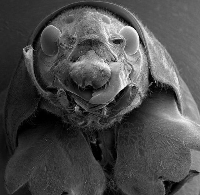 The horror under the microscope (12 photos) - Izismile.com