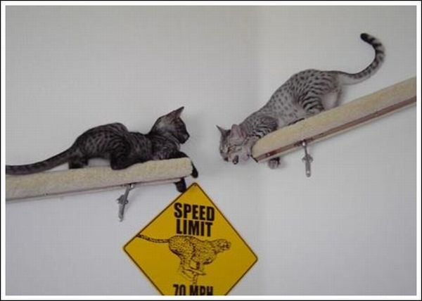 Cool wall stairs for cats (36 pics)