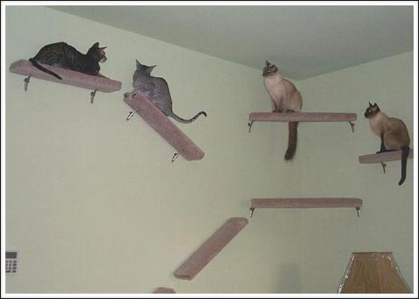 Cool wall stairs for cats (36 pics)