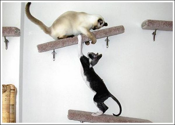 Cool wall stairs for cats (36 pics)