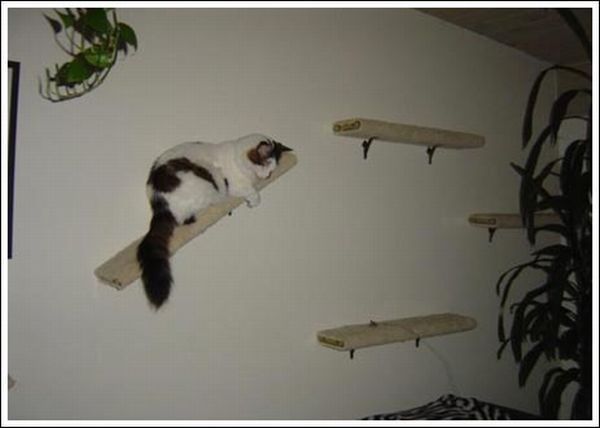 Cool wall stairs for cats (36 pics)