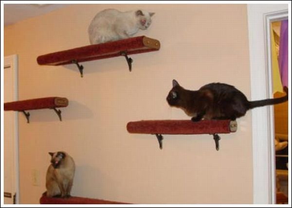 Cool wall stairs for cats (36 pics)