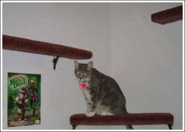 Cool wall stairs for cats (36 pics)