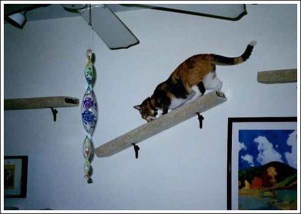 Cool wall stairs for cats (36 pics)