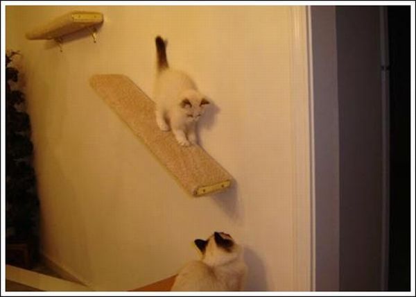 Cool wall stairs for cats (36 pics)