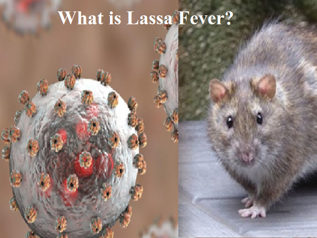 Lassa Fever: Symptoms, Treatment, and Recent US Case – What You Need to Know