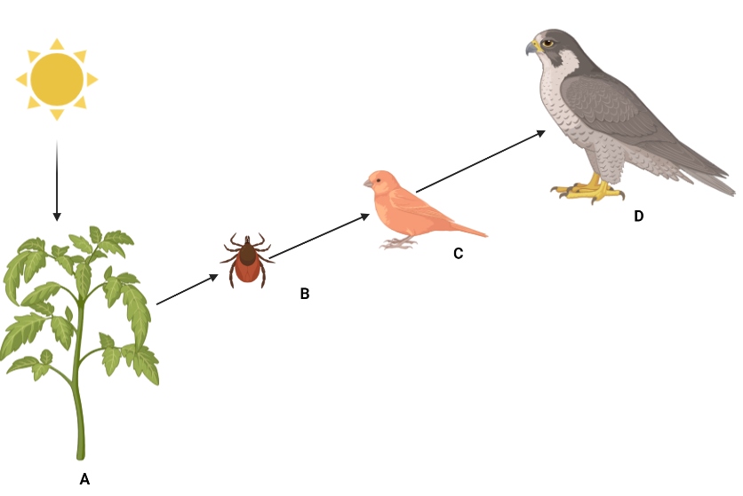 mportant CBSE Class 12 Biology Ecosystem MCQs 2024: Check Bio Multiple ...