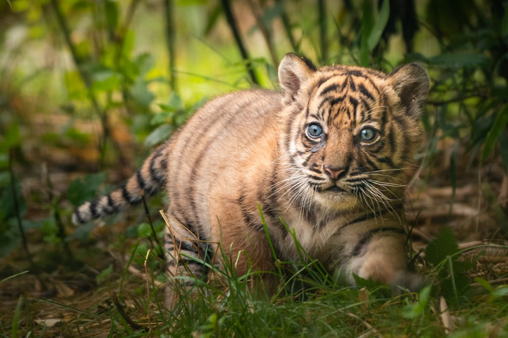 tiger cub