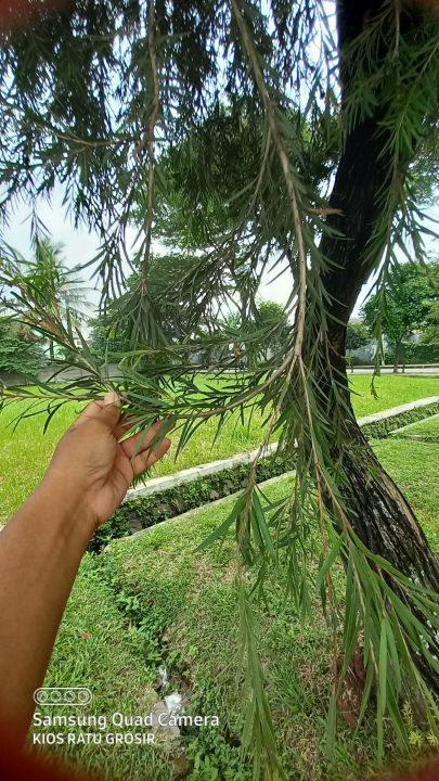 DAUN KAYU PUTIH ECALYPTYS FRESH PETIK 100 GR