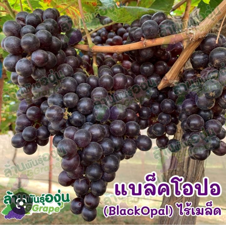 Benih Anggur tanpa biji seedless