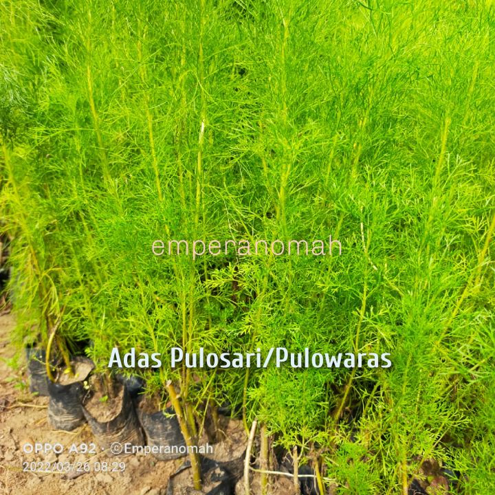 Bibit Tanaman Herbal Adas Pulowaras atau Adas Pulosari