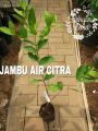 Jambu Air Citra Manis Tanaman Buah Jambu Citra Okulasi Tabulampot. 