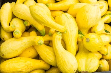 close up photo of many yellow crookneck squash at a market