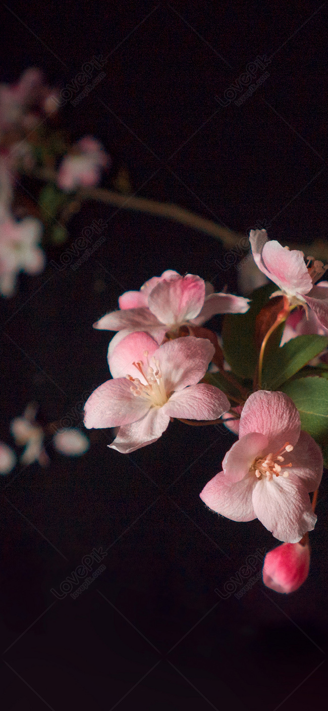 Cherry Blossom Still Life Mobile Wallpaper Images Free Download on Lovepik  | 400644164