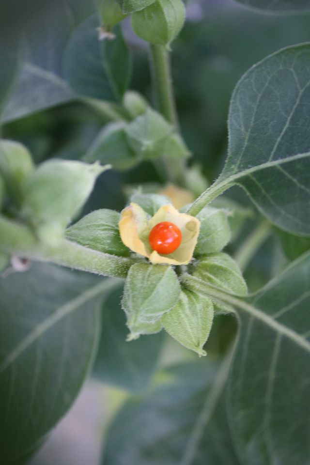 Ashwagandha: การใช้, ผลข้างเคียง, ปฏิกิริยา, การให้ยาและการเตือน