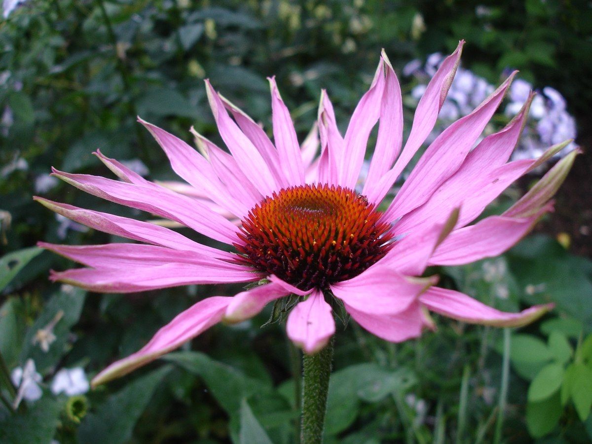 Echinacea: การใช้, ผลข้างเคียง, ปฏิกิริยา, การให้ยาและการเตือน