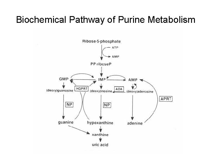 Purine Degradation