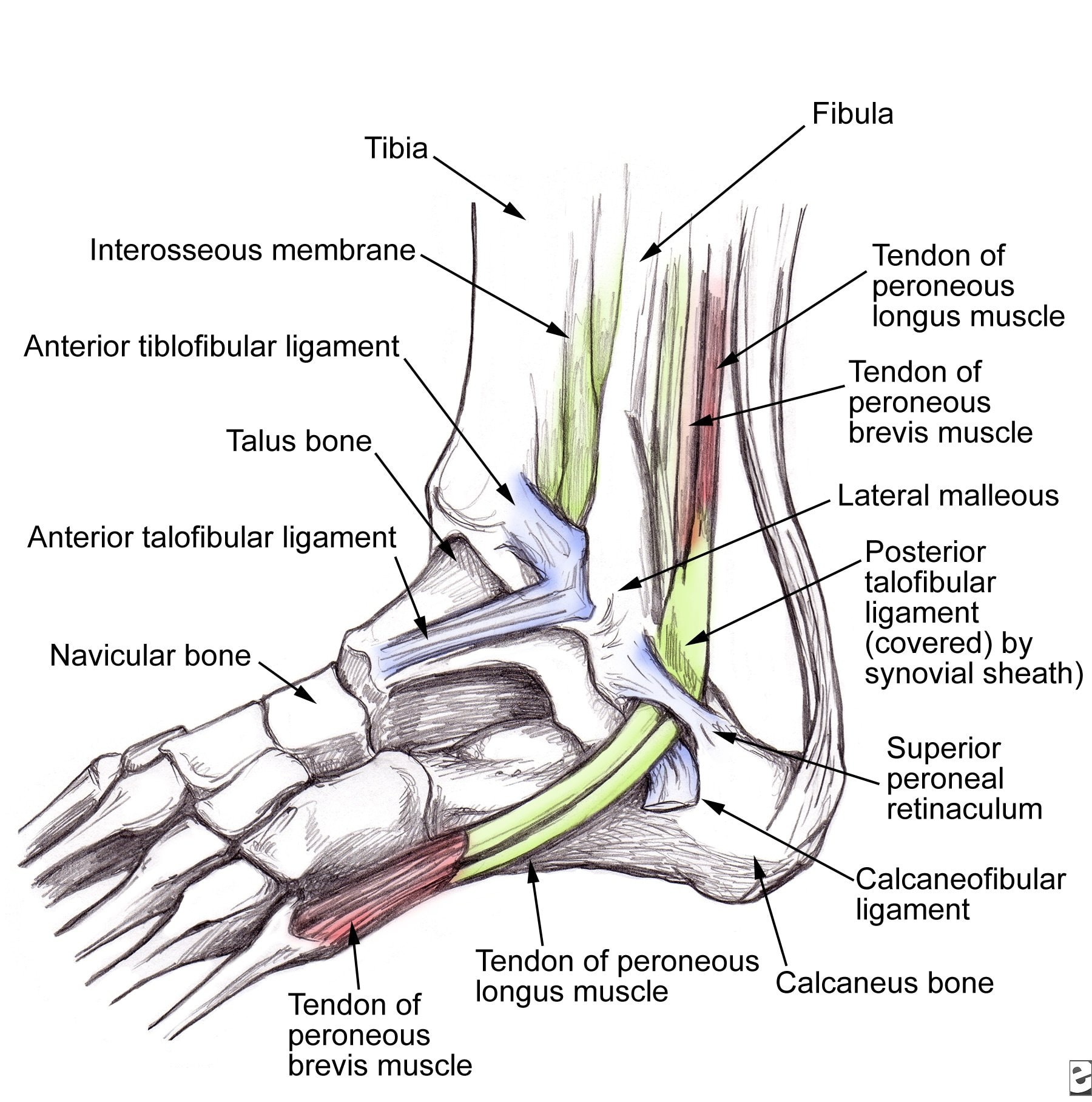 Ankle Tendon Anatomy Diagram - vrogue.co