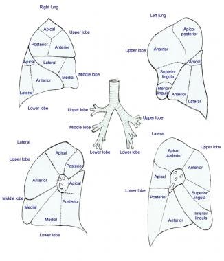 Gross Anatomy Of The Lungs - Anatomy Reading Source