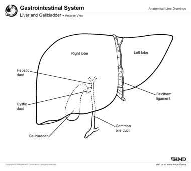 Aggregate 82+ liver sketch best - in.eteachers