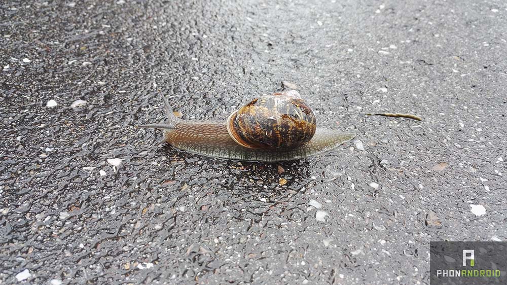 honor 7 photo escargot