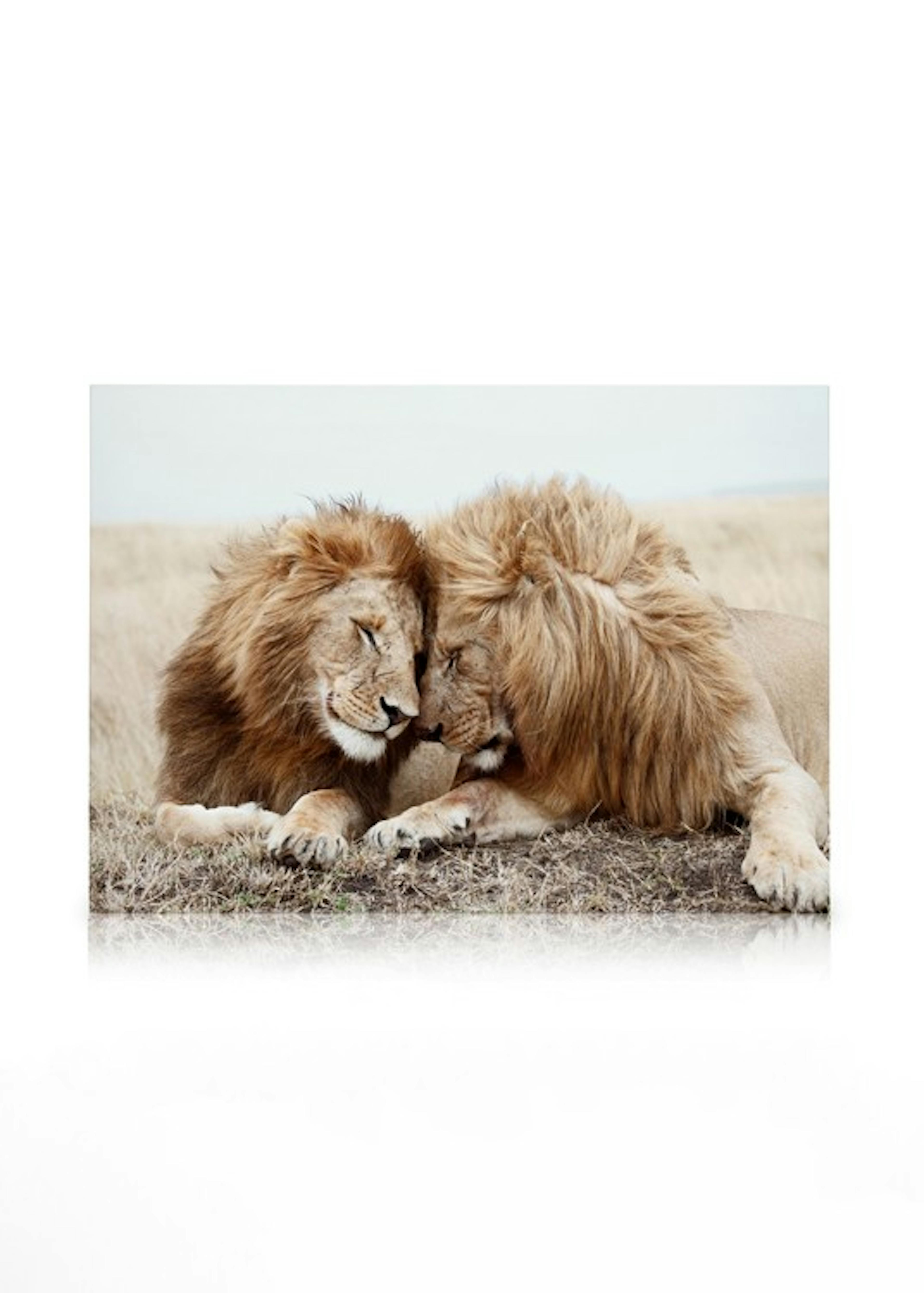 Lion Brothers Canvas print 0