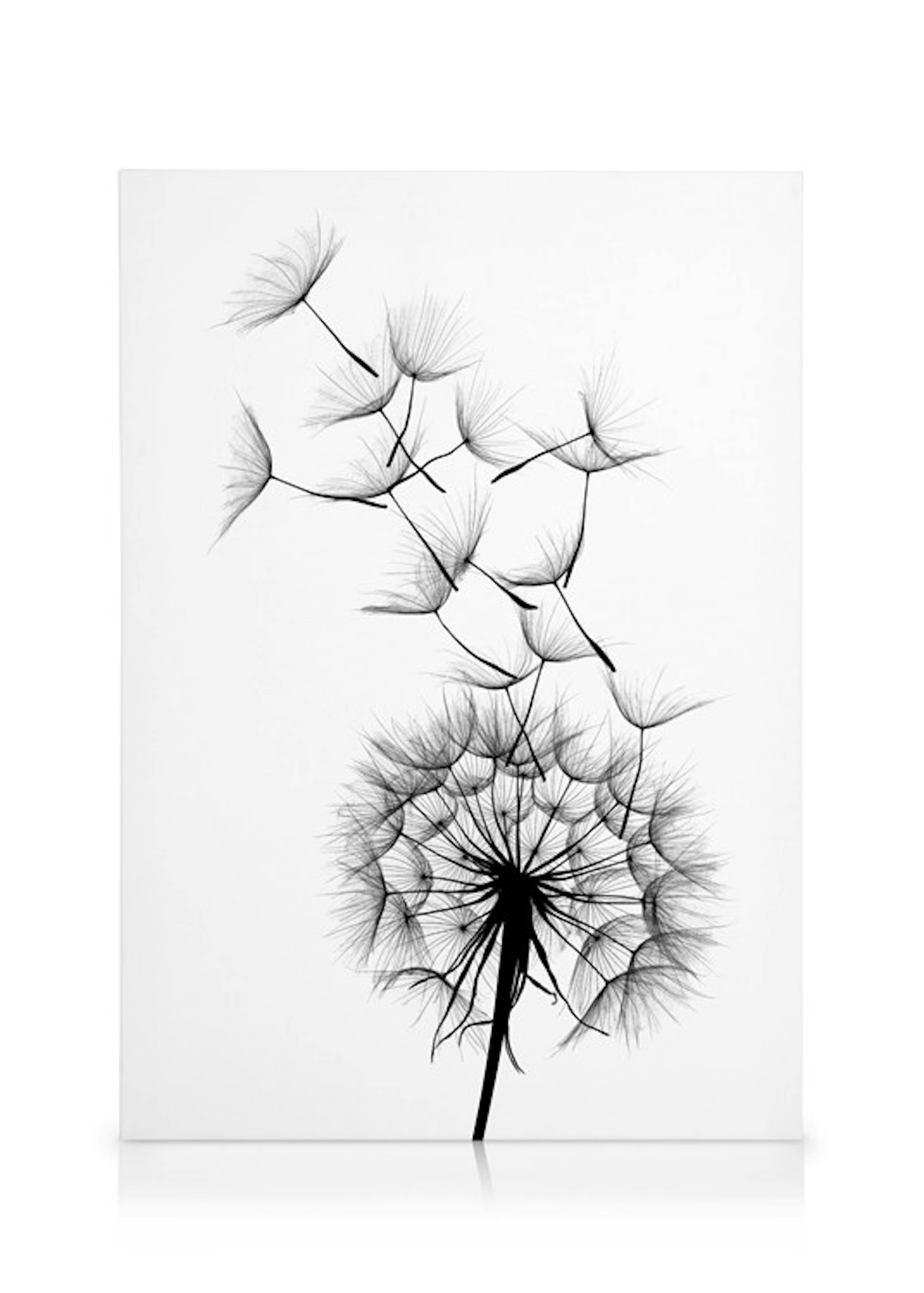 Dandelion wish Canvas print 0