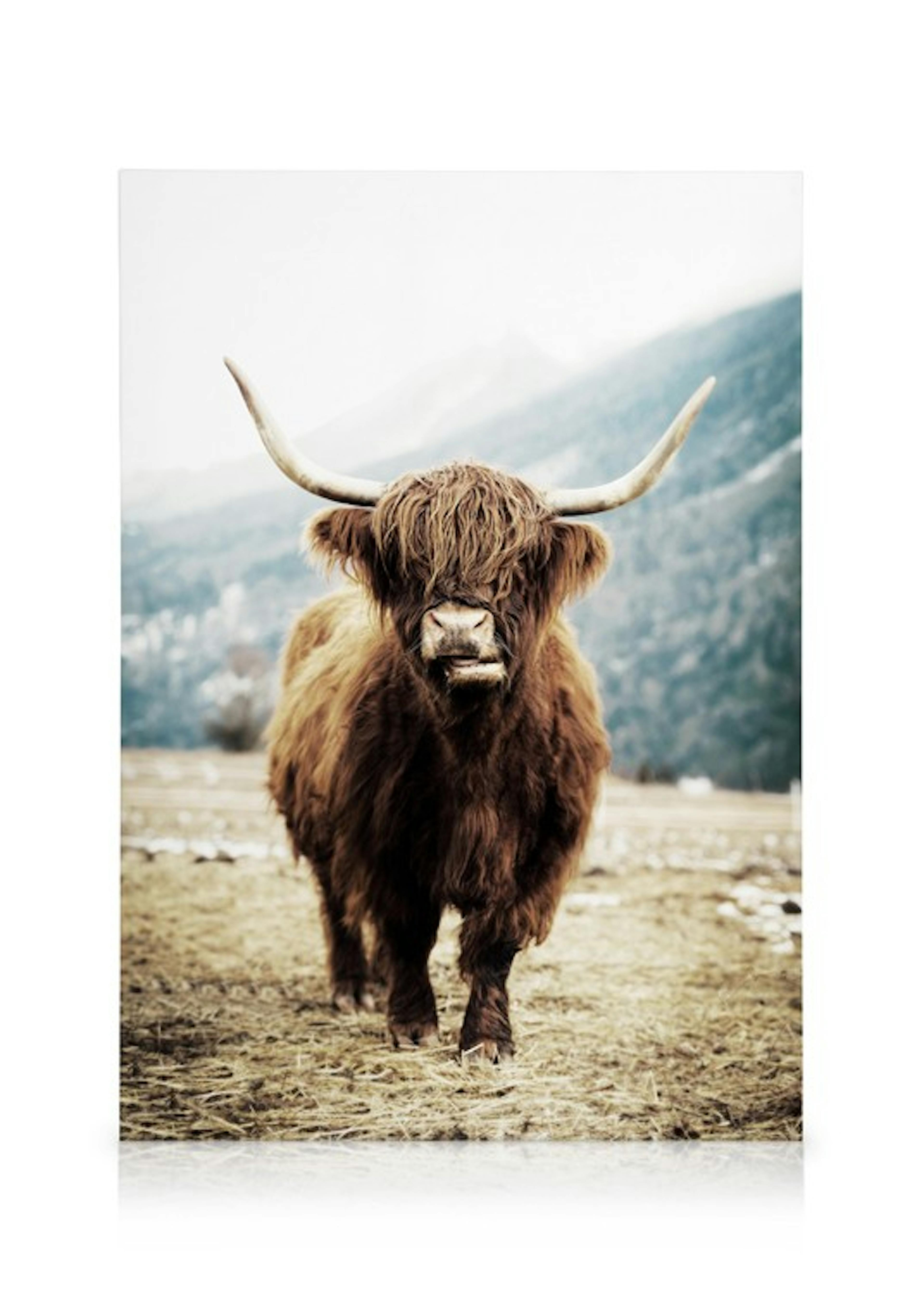 Highland Cow Canvas print 0