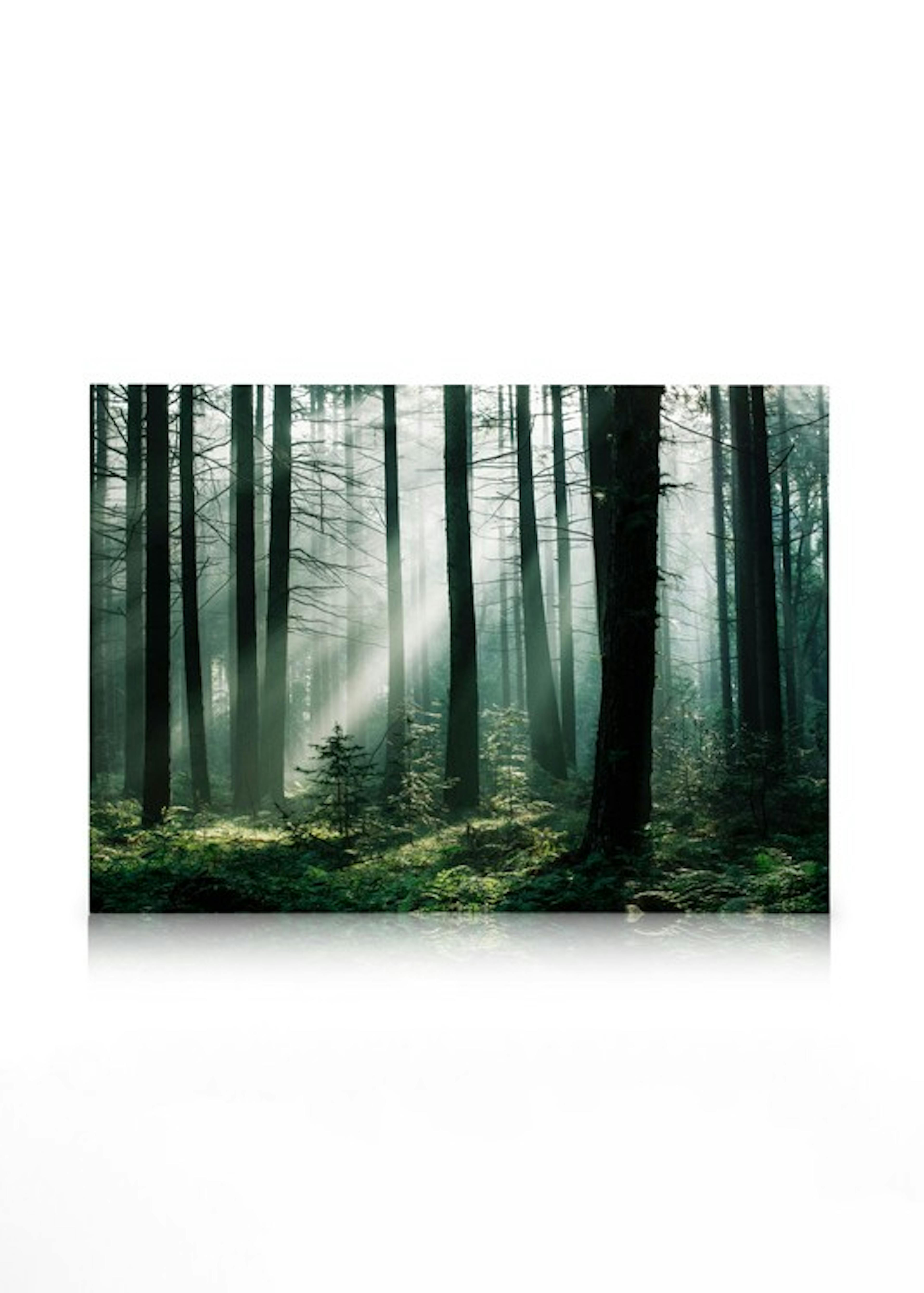 Forest Sunrise Canvas print 0