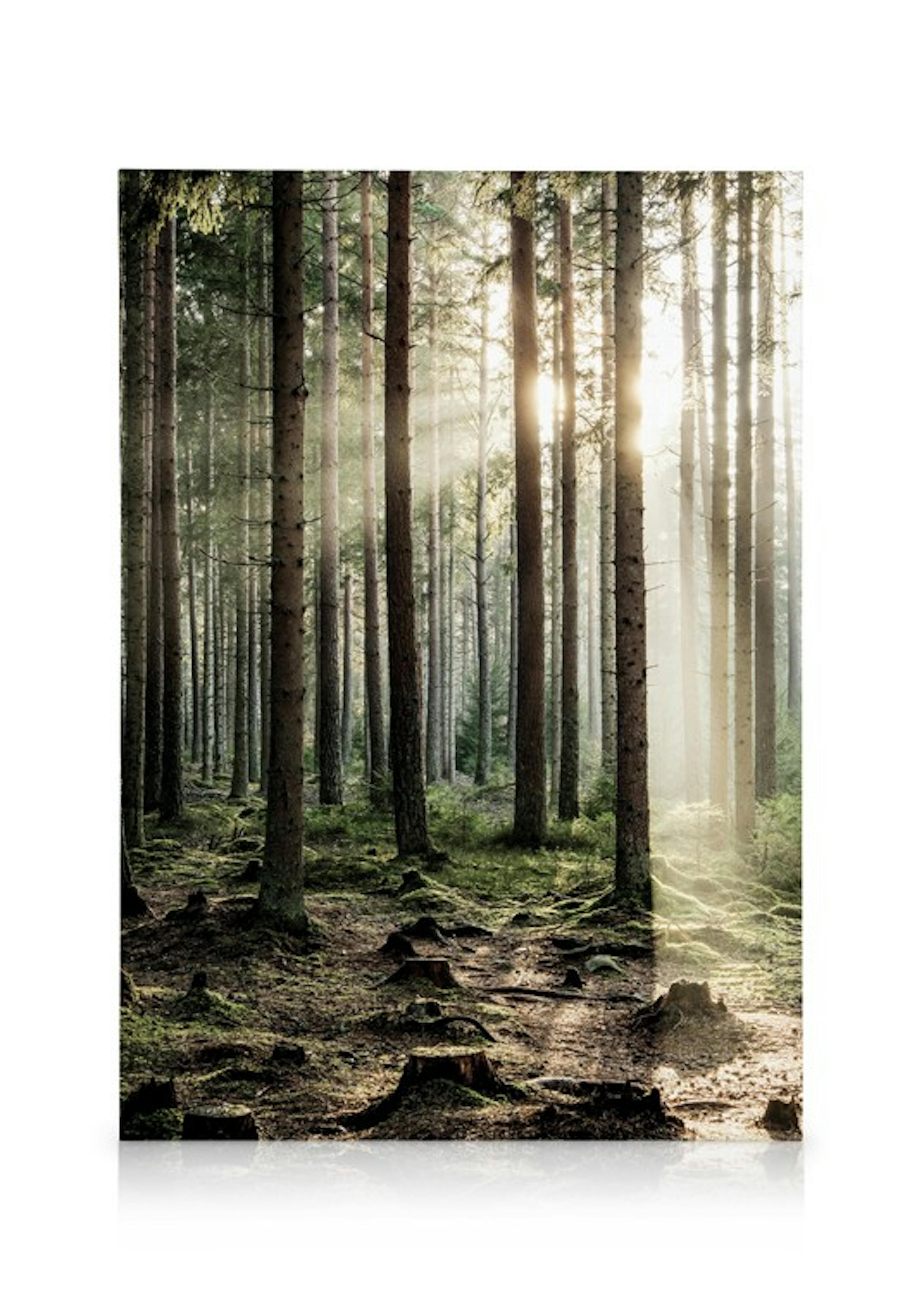 Sunshine Forest Canvas print 0