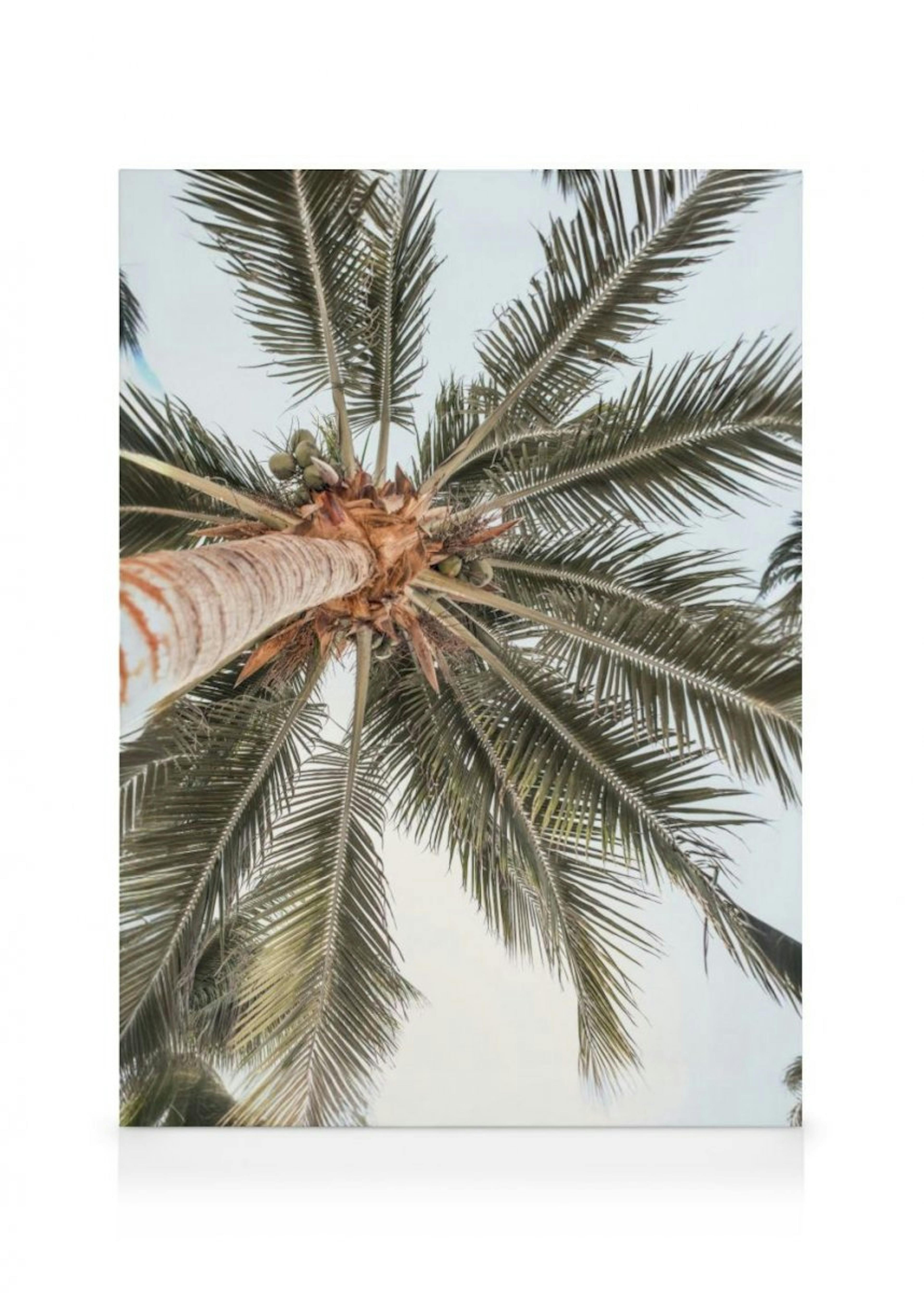 Palm View Canvas Print 0