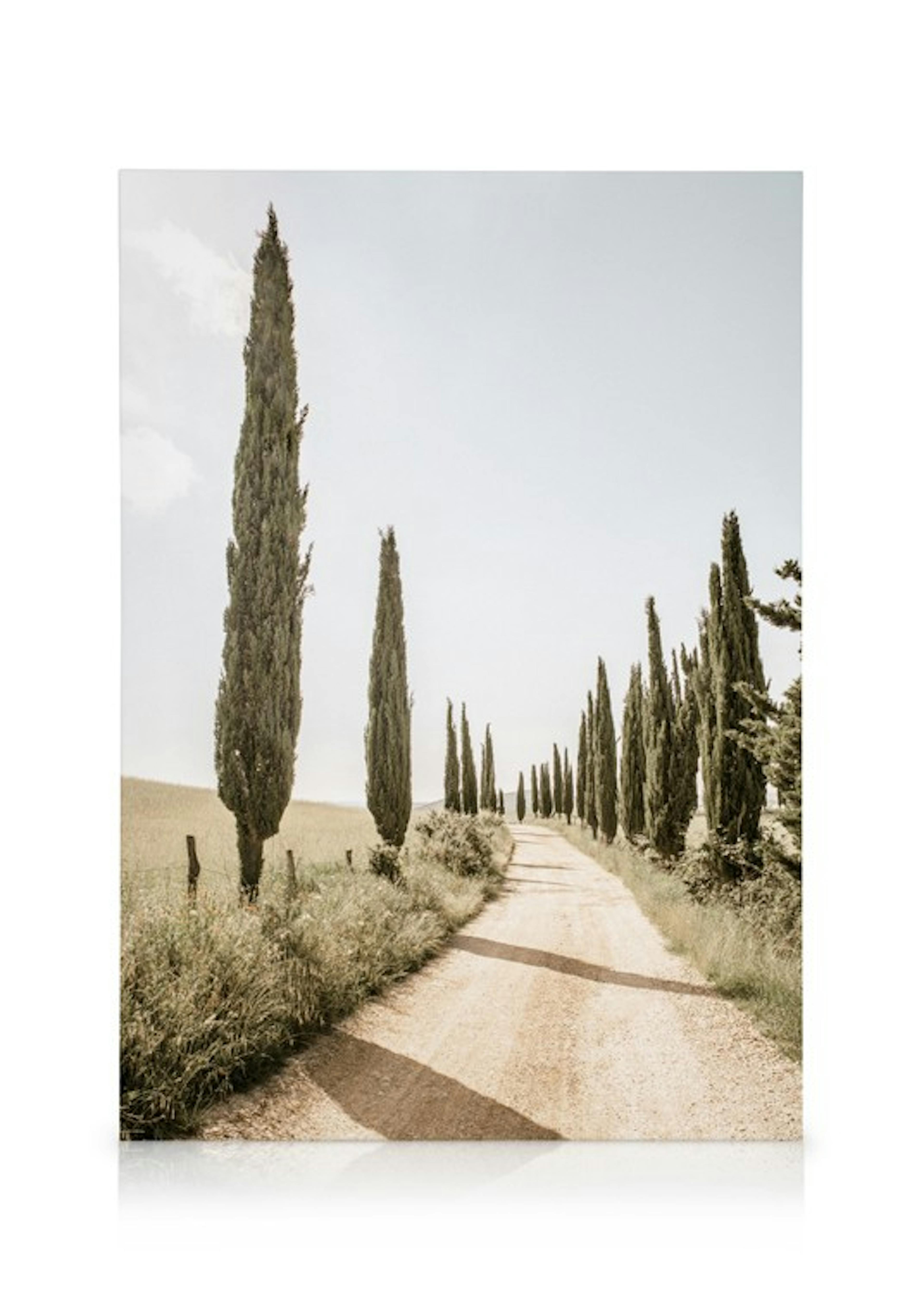 Cypress Tree Alley Canvas print 0