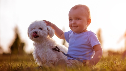 Babies and dogs can become the best of friends with some planning