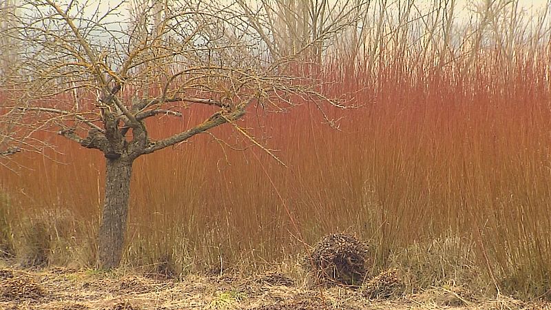 Mimbre, el color del campo que se apaga en Cuenca