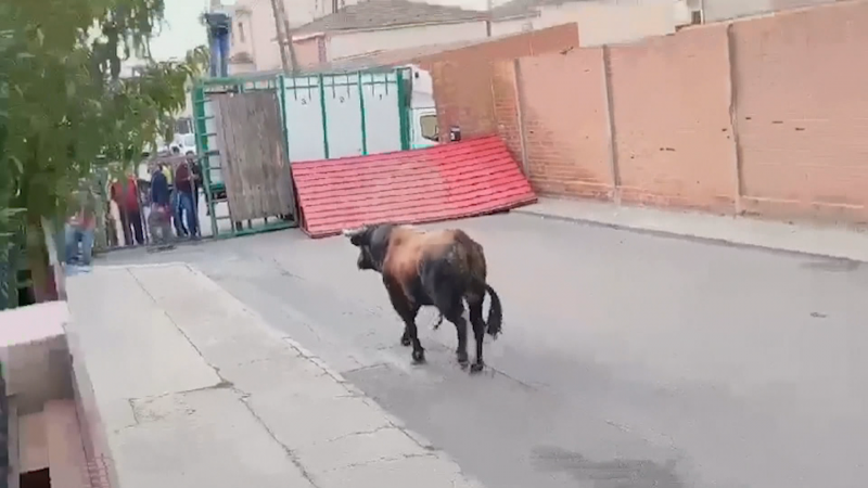 Un muerto y tres heridos, entre ellos una ni�a, al escaparse un toro de un encierro en Pantoja, en Toledo