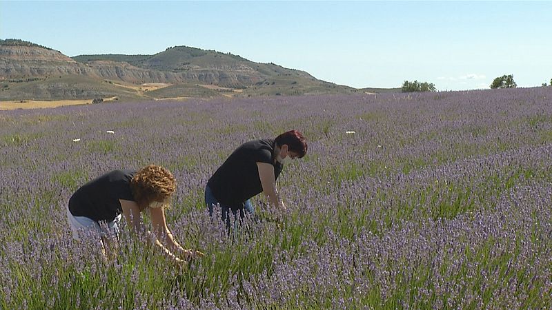 El cultivo de lavanda se expande por Cuenca