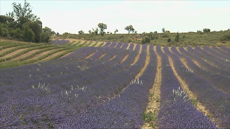 La Alcarria, principal productora de esencia de lavanda de Espa�a