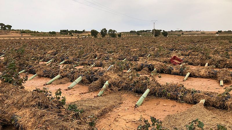 La DANA deja vi�edos y almendros arrasados a su paso por la Manchuela Conquense